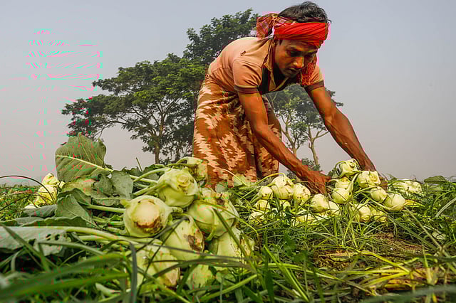 খেতে কর্মীরা দৈনিক ৫০০ থেকে ৬০০ টাকা মজুরিতে কাজ করেন