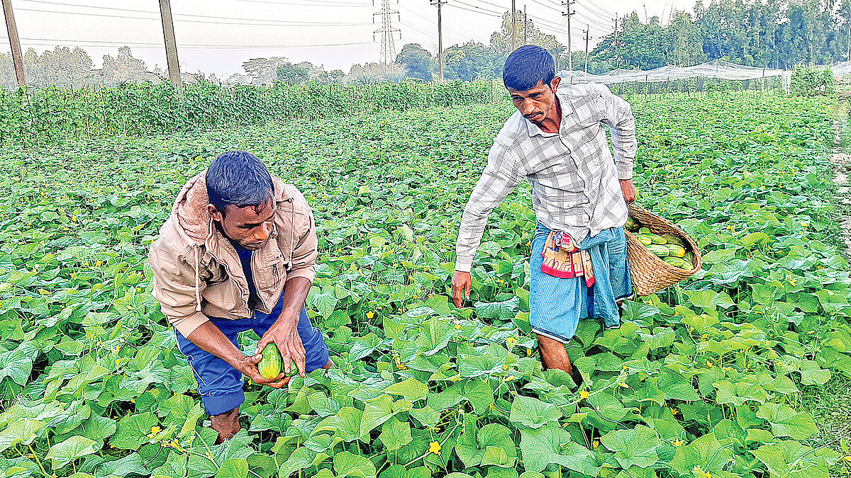 খেত থেকে ক্ষীরা তুলছেন দুই চাষি। গতকাল সকালে মিরসরাইয়ের পূর্ব খৈয়াছড়া এলাকায়।  প্রথম আলো