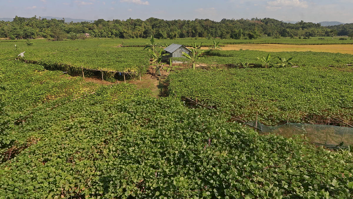 বিস্তীর্ণ বরবটি খেত
