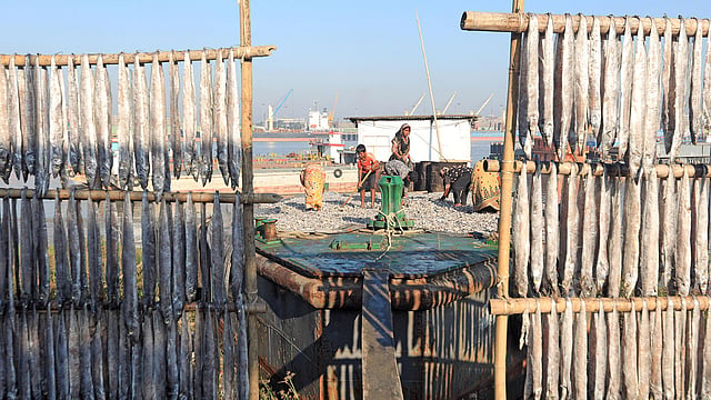 কড়া রোদে শুকানো হচ্ছে শুঁটকি