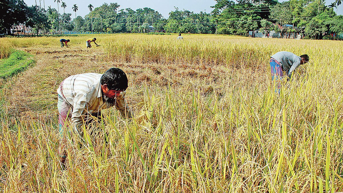 ধান কাটায় ব্যস্ত কৃষকেরা। গতকাল গৌরীপুরের ডৌহাখোলা এলাকায়। আনোয়ার হোসেন