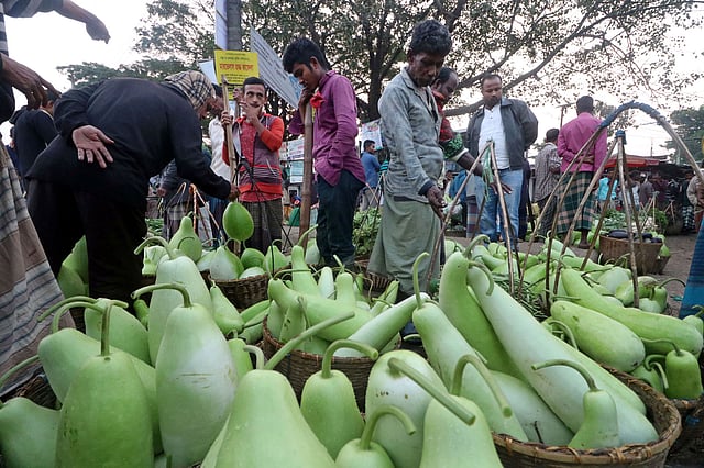 সতেজ কচি লাউ নিয়ে আসা হয়েছে