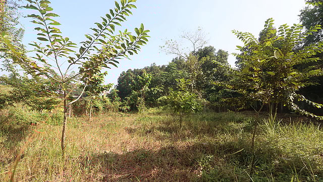 সিলেটের এমসি কলেজ ক্যাম্পাসে বিপন্ন উদ্ভিদ সংরক্ষণ কর্নার। ছবি: প্রথম আলো