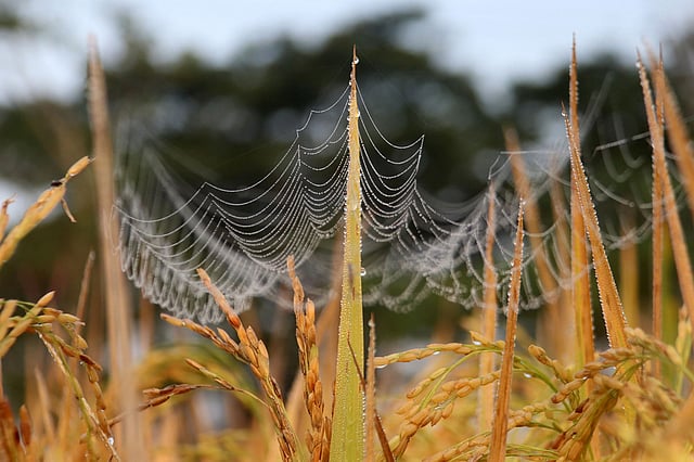 মাকড়সা জালে মুক্তোদানার মতো আটকে থাকে ভোরের শিশির