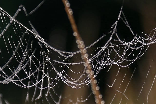 ধানখেত কিংবা গাছের ডালে নান্দনিকরূপে জাল বোনে মাকড়সা