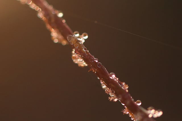ধানের শিষ কিংবা ফুল-ফলের পাতায় হেমন্তের শুরু থেকেই শিশিরবিন্দু জমতে শুরু করে