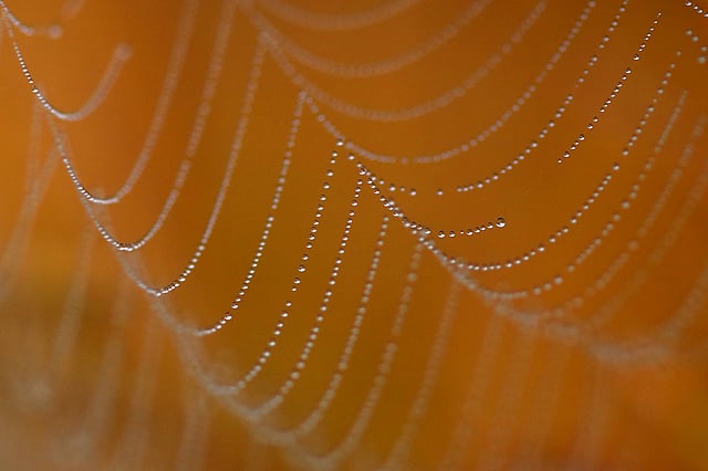 শীতের শিশিরবিন্দুর দেখা মিলবে কাকডাকা ভোরে