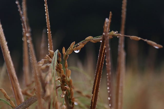 একটি ধানের শীষের ওপর একটি শিশিরবিন্দু