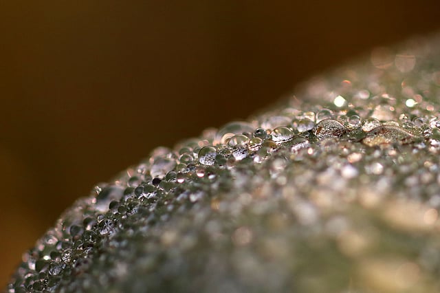 ভোরের শিশিরবিন্দু