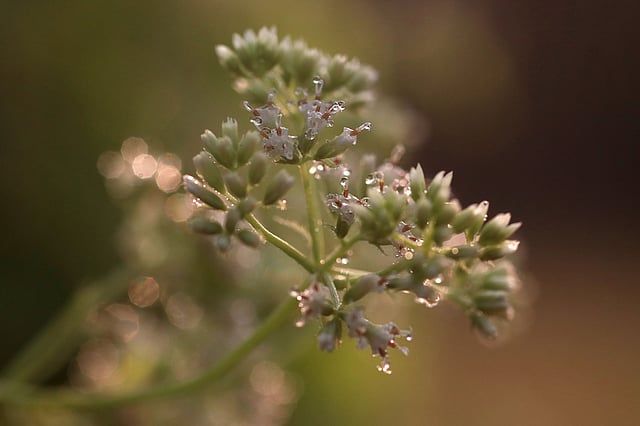 সবুজ মাঠের ঘাসে কিংবা ফুলের পাপড়ি-ডগায় শিশিরবিন্দুর এমন দৃশ্য দেখা যায়