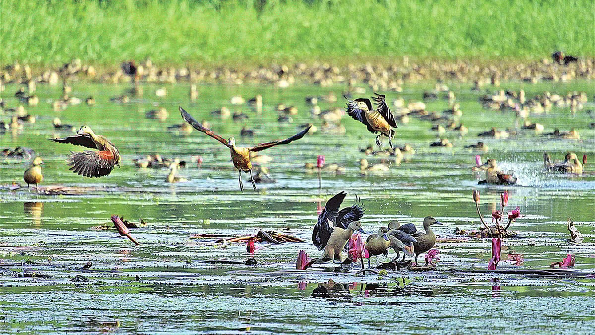 এসেছে পরিযায়ী পাখি। তাদের কলকাকলিতে মুখর ক্যাম্পাস। গতকাল দুপুরে।  ছবি: প্রথম আলো