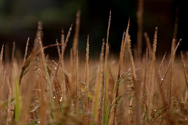 ধানখেত কিংবা গাছের ডালে শিশিরবিন্দু