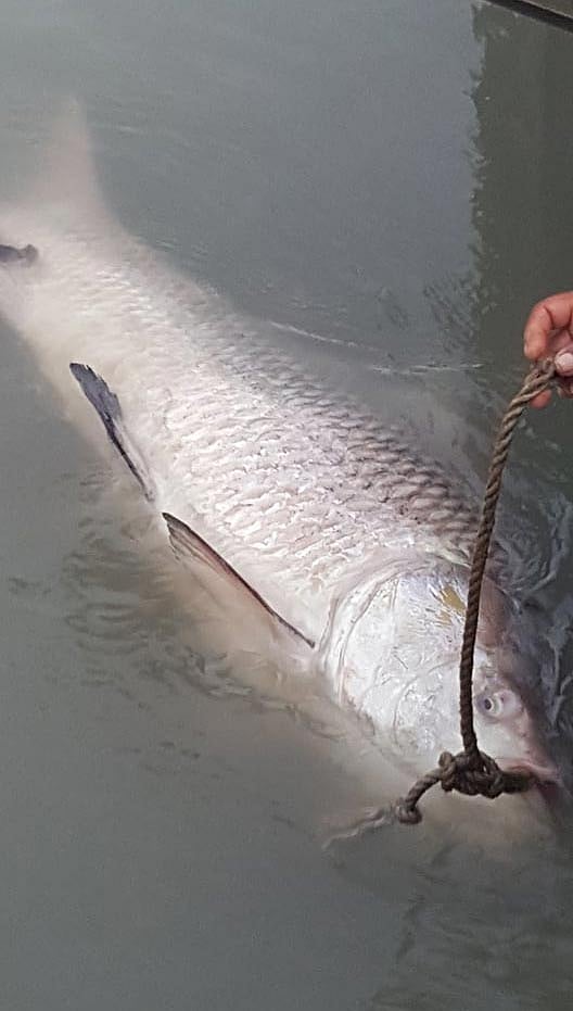 মুন্সিগঞ্জের টঙ্গিবাড়ী উপজেলায় পদ্মার শাখা নদীতে বড়শিতে ধরা পড়েছে ২০ কেজি ওজনের এই কাতলা মাছ। ছবি: প্রথম আলো