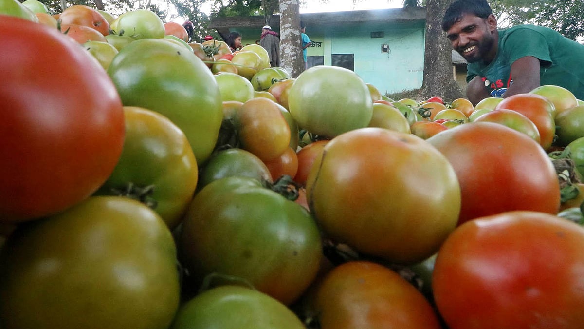 টমেটোর প্রাচুর্যে খুশি চাষি