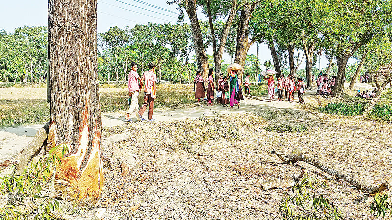 অবৈধভাবে গাছ বিক্রির অভিযোগ উঠেছে। গতকাল দুপুরে বিদ্যালয় প্রাঙ্গণে। প্রথম আলো