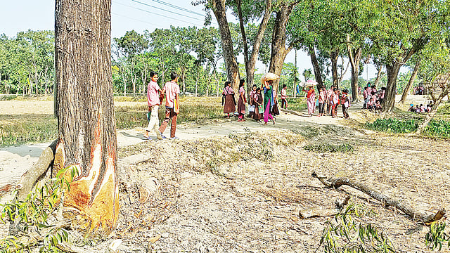 অবৈধভাবে গাছ বিক্রির অভিযোগ উঠেছে। গতকাল দুপুরে বিদ্যালয় প্রাঙ্গণে।  প্রথম আলো