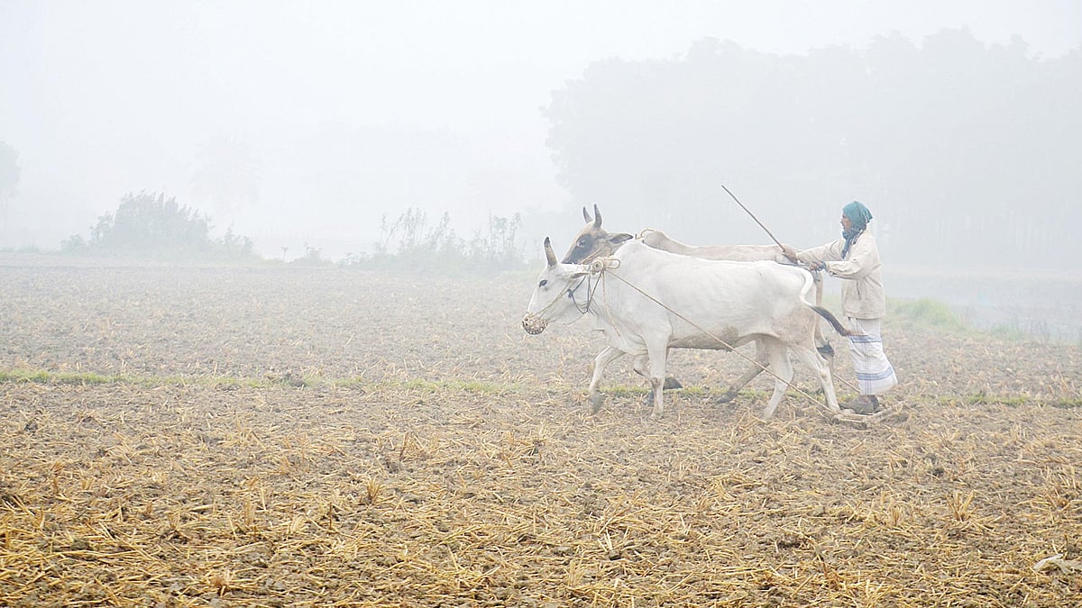 শীতে ঘন কুয়াশাচ্ছন্ন চারদিক। ভোরে হালের গরু নিয়ে জমি চাষ করছেন এক কৃষক। গতকাল পাবনার ঈশ্বরদীর পিয়ারাখালী গ্রামে। হাসান মাহমুদ