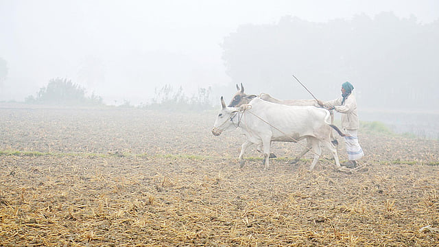 শীতে ঘন কুয়াশাচ্ছন্ন চারদিক। ভোরে হালের গরু নিয়ে জমি চাষ করছেন এক কৃষক। গতকাল পাবনার ঈশ্বরদীর পিয়ারাখালী গ্রামে।  হাসান মাহমুদ