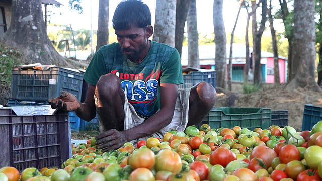 টাটকা টমেটো বেছে ঝুড়িতে রাখা হচ্ছে