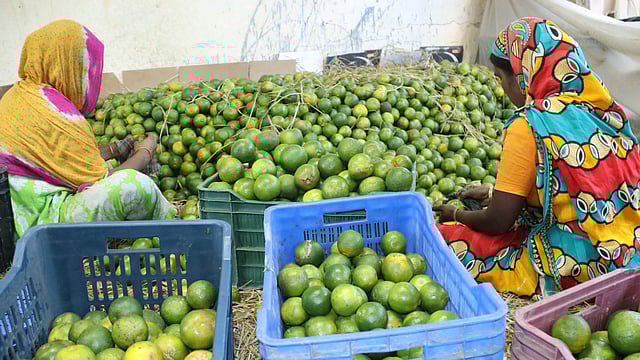 কমলা বাছাই করছেন নারী শ্রমিকেরা