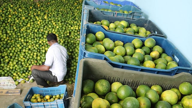 প্লাস্টিকের ঝুড়িতে করে পাঠানোর প্রক্রিয়া চলছে