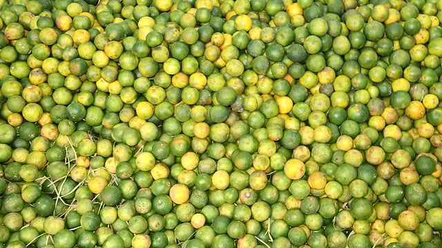 বাগান থেকে কমলা তুলে জড়ো করে রেখেছেন ব্যবসায়ীরা