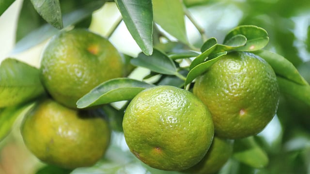 পাকতে শুরু করেছে গাছের কমলা।