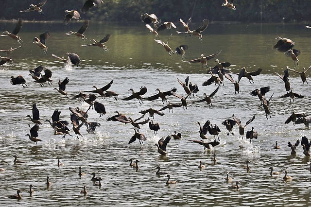 হুটোপুটি আর ওড়াউড়ি