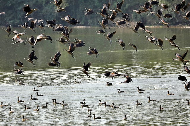 ঝাঁক বেঁধে নামছে দিঘিতে