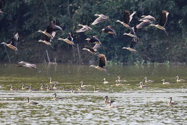 উড়ছে আর সাঁতার কাটছে পরিযায়ী পাখি
