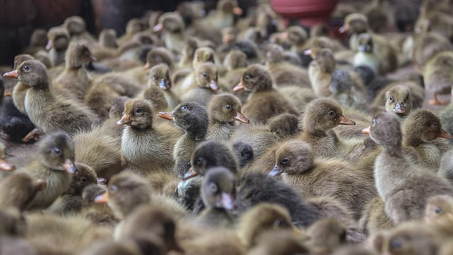উত্তরাঞ্চলের বিভিন্ন জায়গা থেকে আনা হয় হাঁসের ছানা