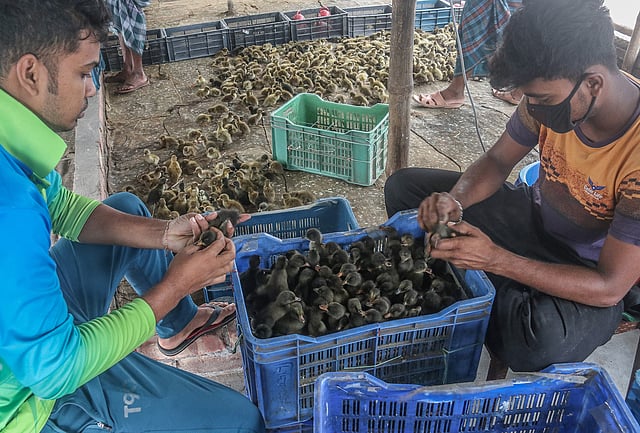 ছানা হ্যাচারিতে আসার পর পুরুষ ও নারী ছানা আলাদা করা হয়