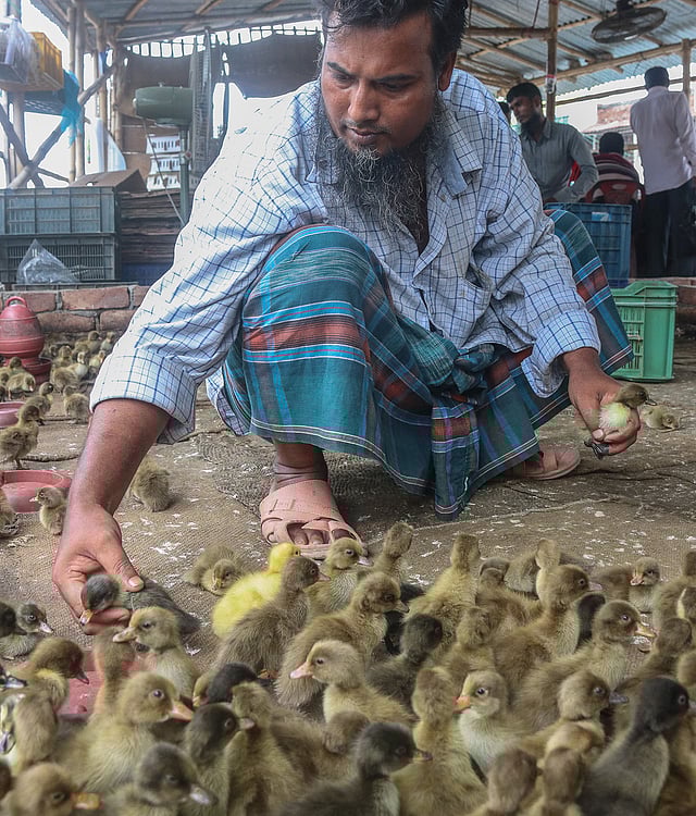 খুচরা ব্যবসায়ীরা ছানা কিনে নিয়ে যান এখান থেকে