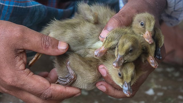 নারী হাঁসের ছানার চাহিদা অনেক বেশি