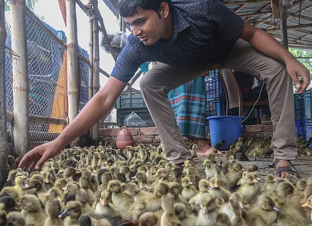 খুলনার নতুন রাস্তা এলাকায় এই রকম হাঁসের ছানা বিক্রি করে পাঁচ-ছয়টি বিক্রয় কেন্দ্রে