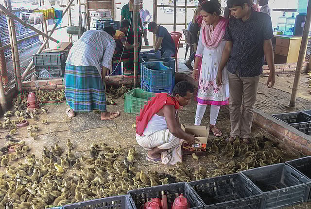 পরিবারিকভাবে পোষার জন্যও অনেক পরিবার নিয়ে কিনতে আসেন