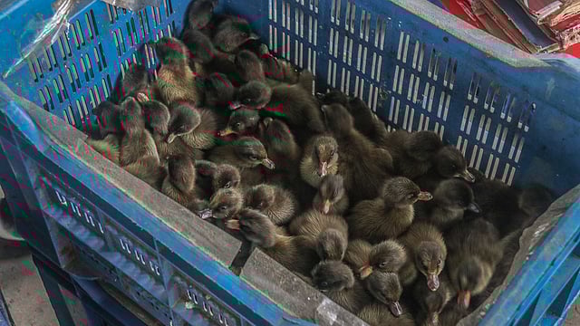 প্রতিটির স্ত্রী ছানার দাম ৪০ টাকা আর পুরুষ ছানা ৩৫ টাকা