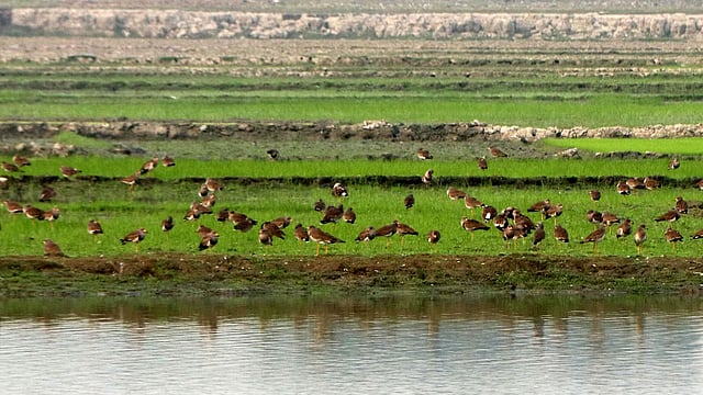 শান্ত পরিবেশে পাখির দল