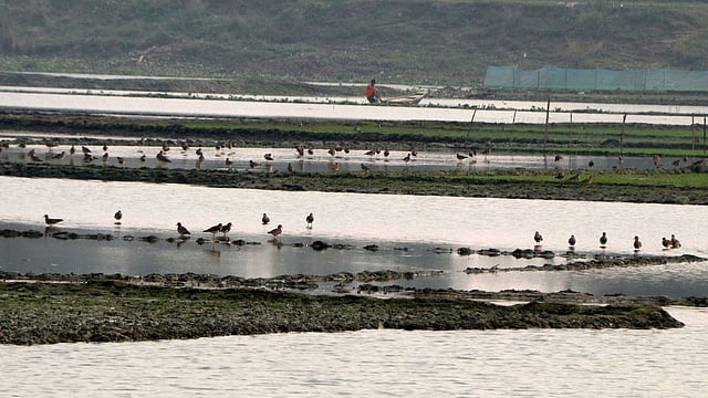 যে যার কাজে ব্যস্ত,পাখিরা আপন মনে