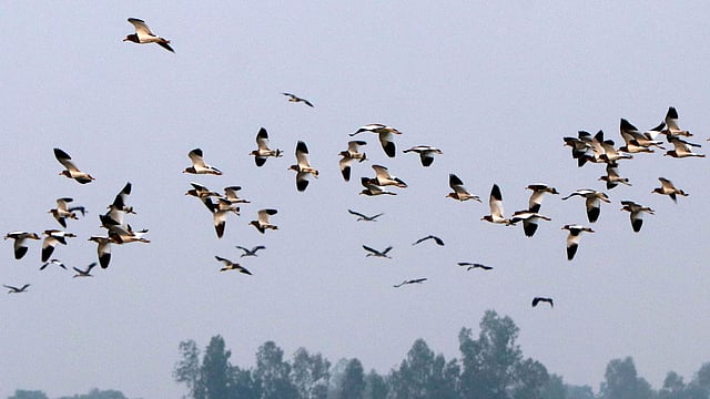 দল বেঁধে খেতে এসেছে পাখিরা