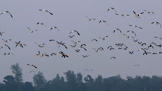 পাখিগুলো উন্মুক্ত প্রান্তরে উড়ে বেড়ায়