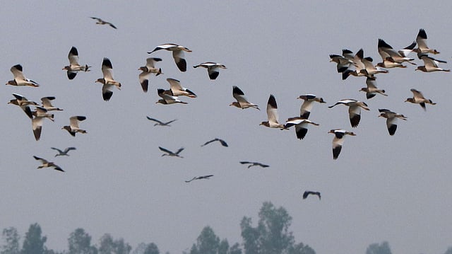 পাখিদের কলকাকলি