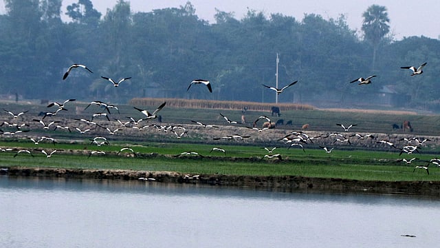 ঝাঁক বেঁধে উড়ে চলা