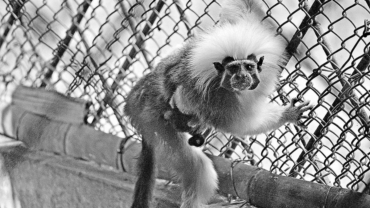 মা কমন মারমোসেট। তার পিঠে লোমের আড়ালে দুটি বাচ্চা। গতকাল গাজীপুরের বঙ্গবন্ধু শেখ মুজিব সাফারি পার্কে।