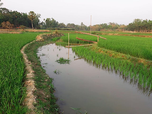 এটি আগে নদী ছিল। এখন প্রায় পুরোটাই সবুজ ধানখেত। ছবি: লেখক