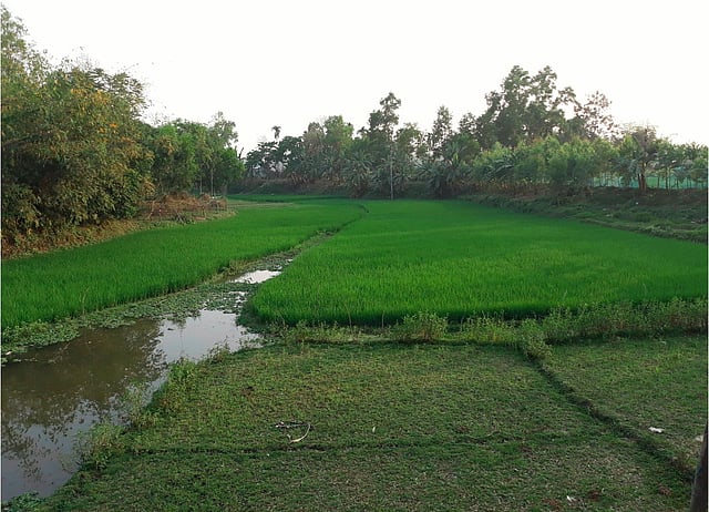 তালতলা বাজারের বানার নদী এখন সবুজ ধানখেত। ছবি: লেখক