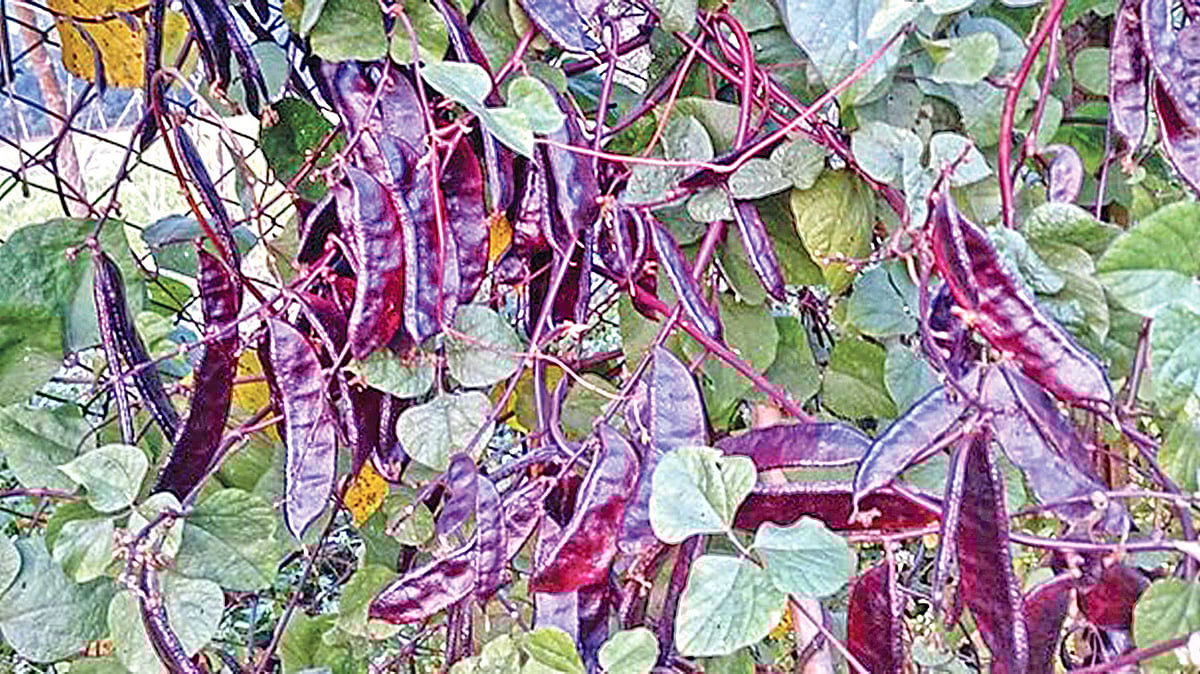 বন্ধবন্ধু শেখ মুজিবুর রহমান কৃষি বিশ্ববিদ্যালয়ের কৌলিতত্ত্ব ও উদ্ভিদ প্রজনন বিভাগের উদ্ভাবিত নতুন জাতের শিম। ছবি: প্রথম আলো