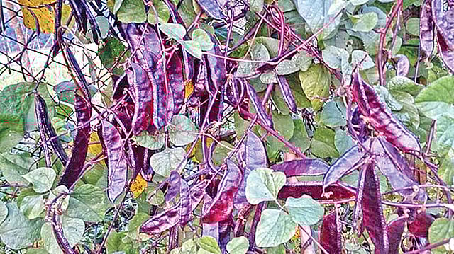 বন্ধবন্ধু শেখ মুজিবুর রহমান কৃষি বিশ্ববিদ্যালয়ের কৌলিতত্ত্ব ও উদ্ভিদ প্রজনন বিভাগের উদ্ভাবিত  নতুন জাতের শিম।  ছবি: প্রথম আলো