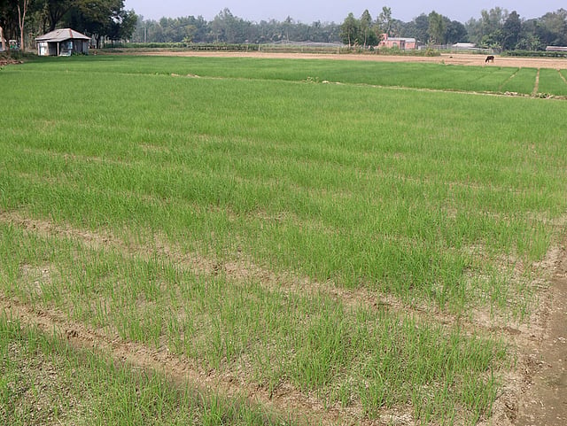 বিস্তীর্ণ মাঠে পেঁয়াজের বীজতলা