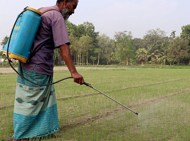 কীটনাশক ছিটাচ্ছেন কৃষক